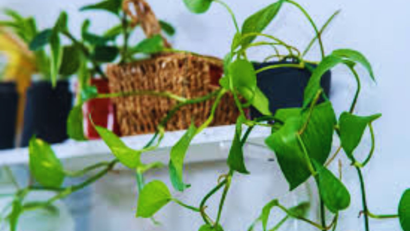 Money Plant Key Ring – A Simple Way to Add Nature to Your Life